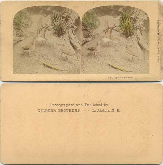 Spotted Sandlark and Lizard