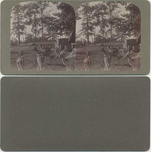 Deer in Wooded Area