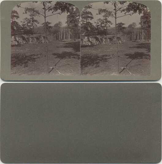 Deer Grazing in a Park Enclosure