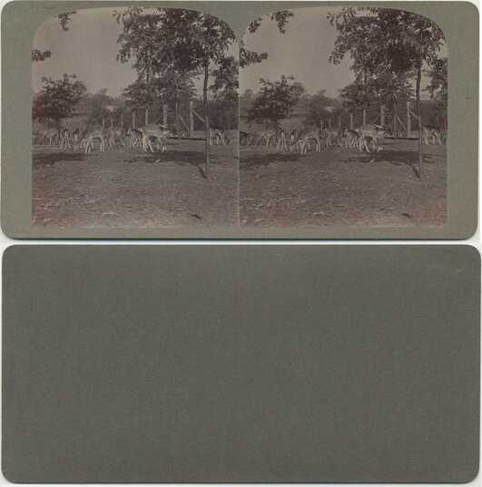 Deer in Enclosure