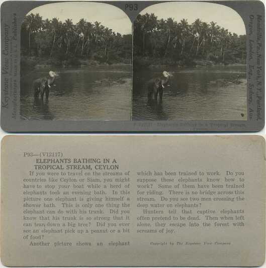 Elephants Bathing in Stream