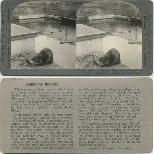 American Beaver Eating Maple Wood