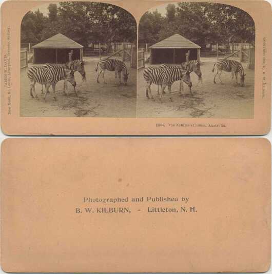 Zebras in Enclosure