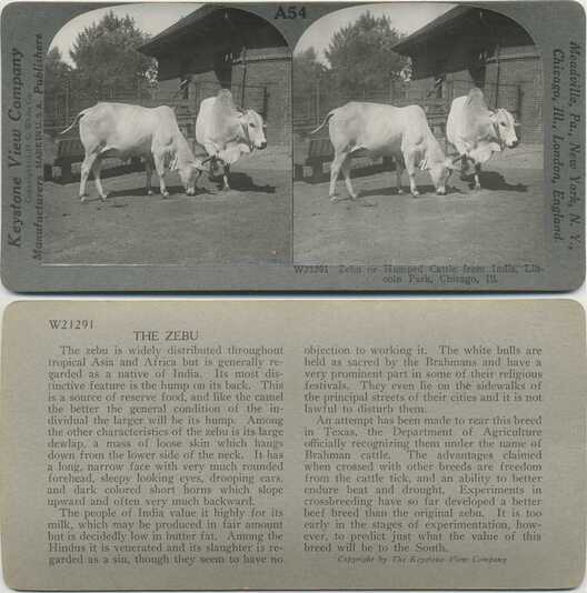 Zebu or Humped Cattle