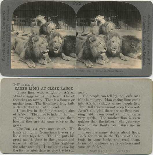 Caged Lions at Close Range