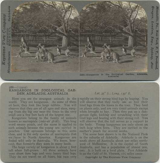 Kangaroos in Zoological Garden