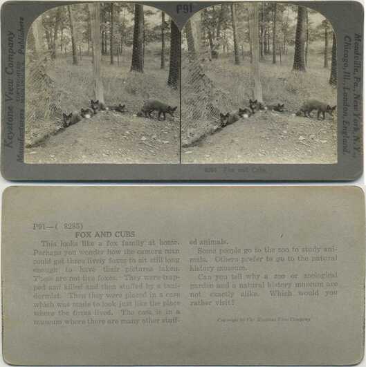 Foxes and Cubs in Diorama