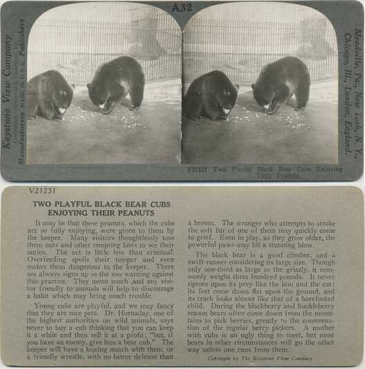 Two Black Bear Cubs Eating Peanuts