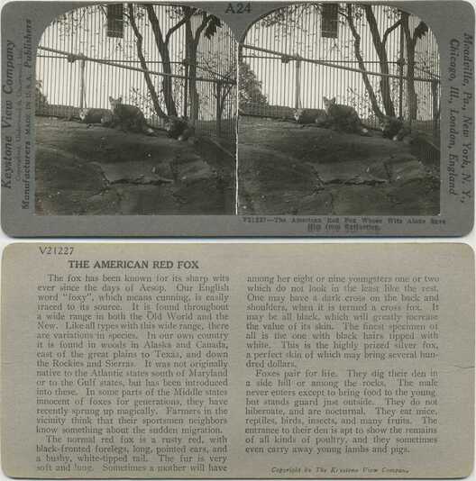 American Red Foxes in Habitat