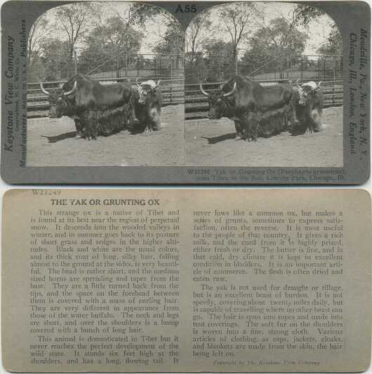 Yaks in Zoo Enclosure