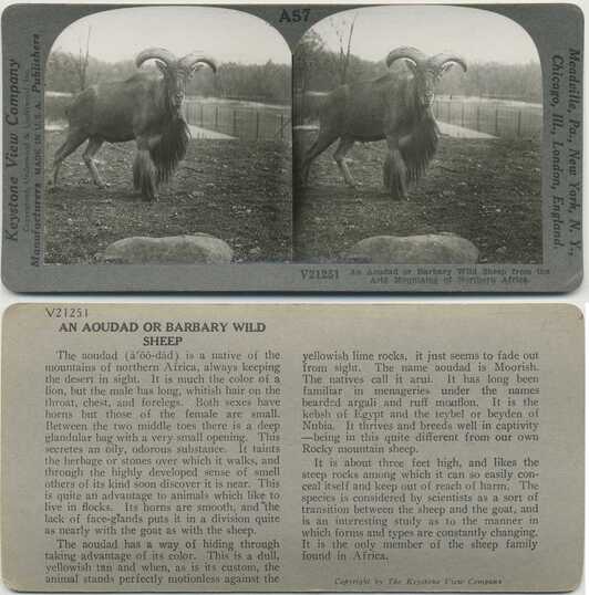 Aoudad or Barbary Wild Sheep
