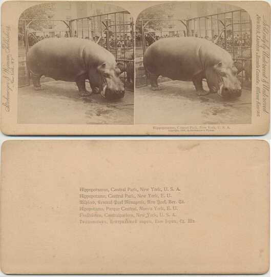 Hippopotamus in Zoo Enclosure