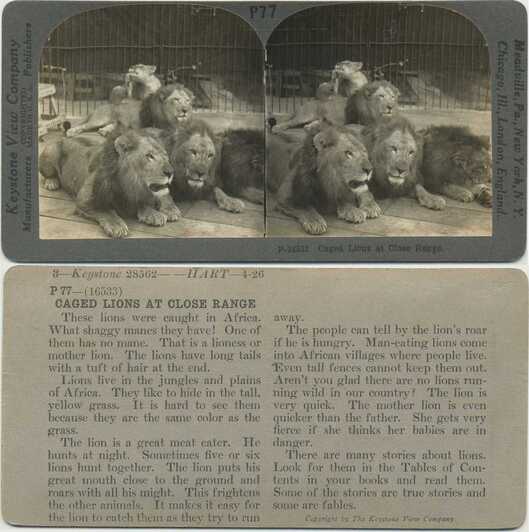 Caged Lions at Close Range