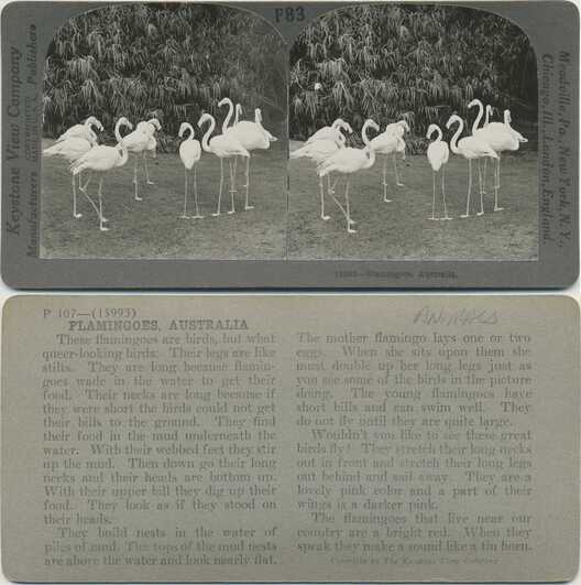 Flamingos in Australia