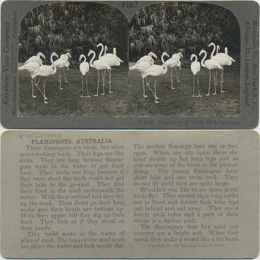 Flamingoes in Public Park