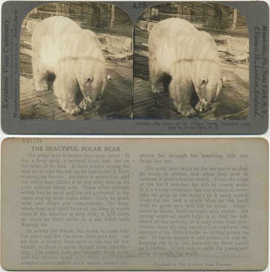 Beautiful Polar Bear