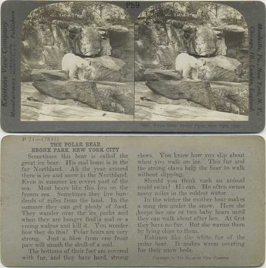 Polar Bear on Rock Formation