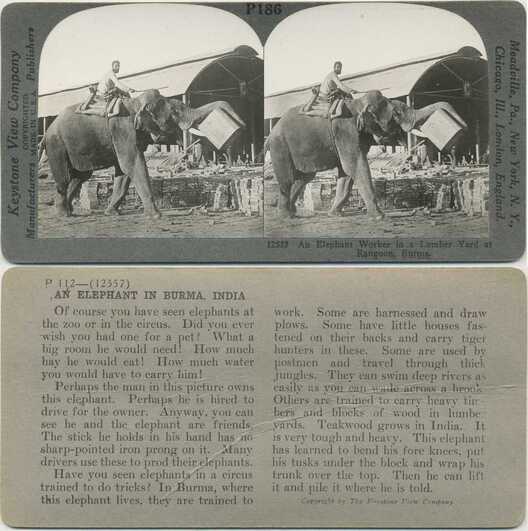 Elephant moving lumber