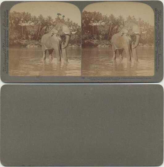 Riding Elephant in Tropical Jungle