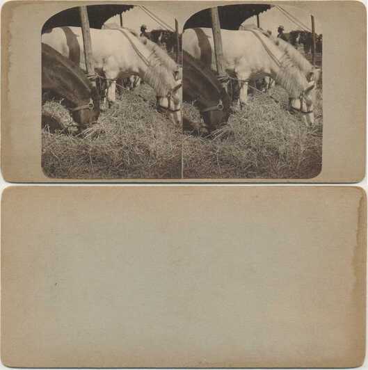 Horses Feeding on Hay