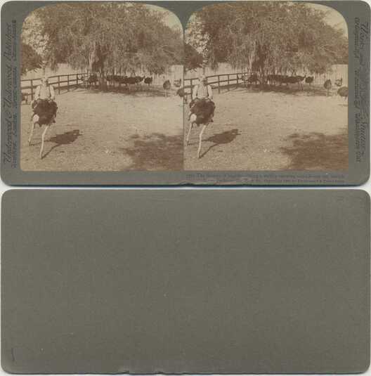 Man Riding Ostrich on Farm