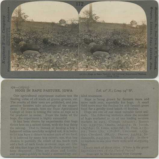 Hogs in Rape Pasture