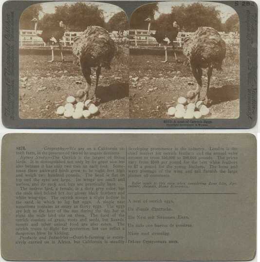 Ostrich and Eggs at Farm