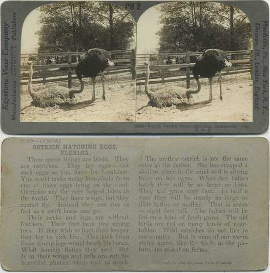 Ostrich Hatching Eggs on Farm