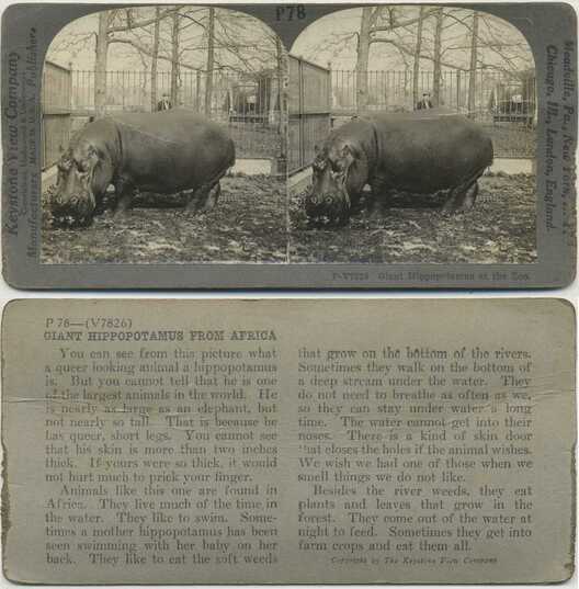 Giant Hippopotamus at the Zoo