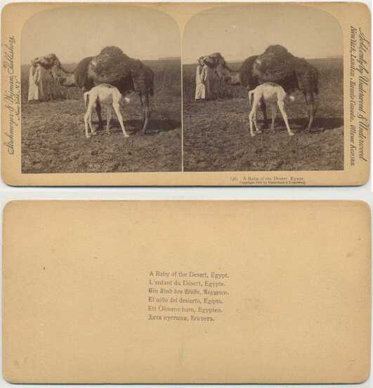 Camel with Young and Herder