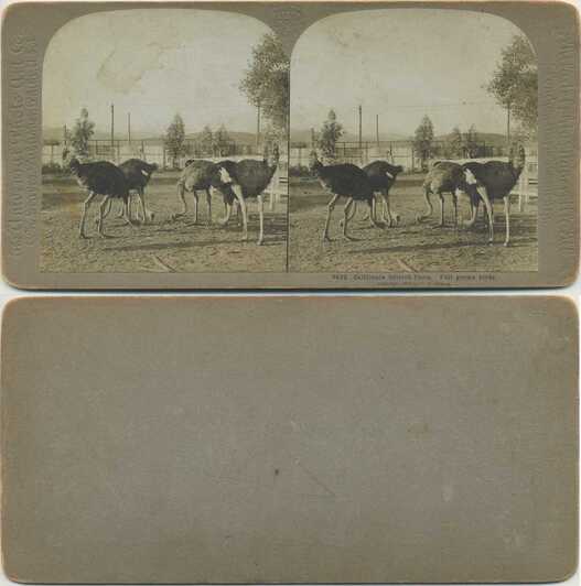 Ostrich Farm - Full grown birds