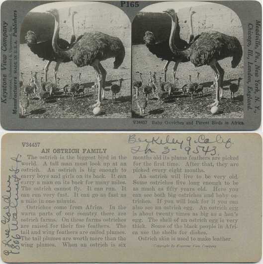 Ostrich Family