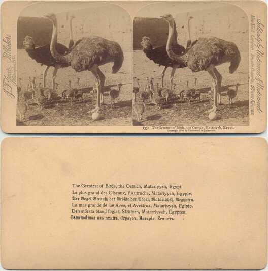 Ostriches and their young with egg
