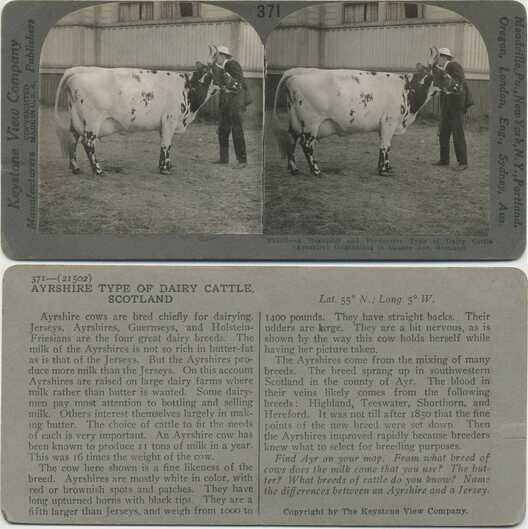 Man with Ayrshire Dairy Cattle