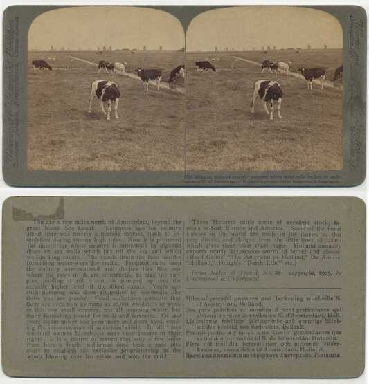 Cows Grazing with Windmills