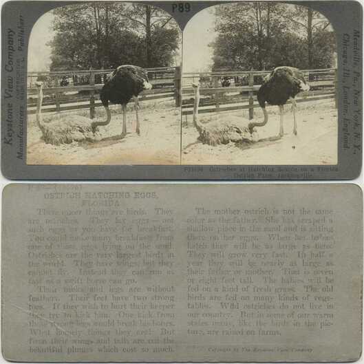 Ostriches at Hatching Season
