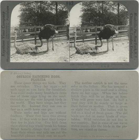 Ostriches on a Farm with Eggs