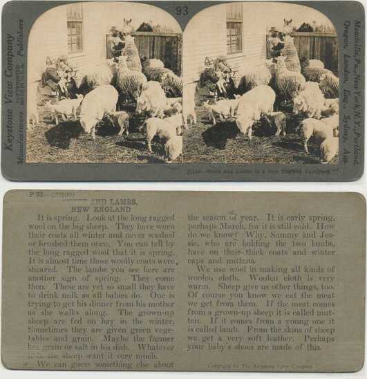 Sheep and Lambs in Farmyard