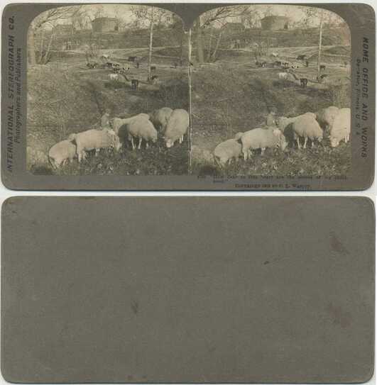 Boy with Sheep and Cattle