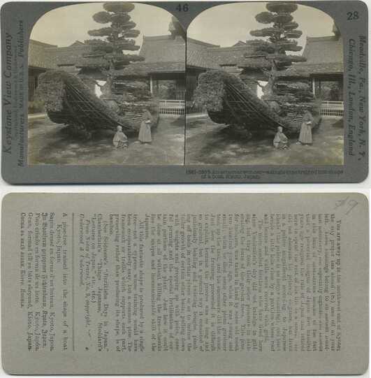 Pine tree trained into boat shape