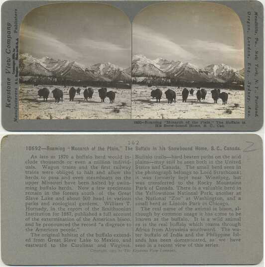 Buffalo Herd in Snowy Mountains