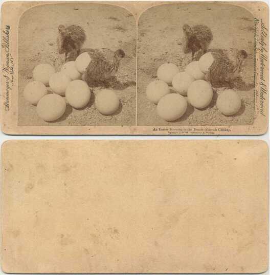 Ostrich Chicks and Eggs