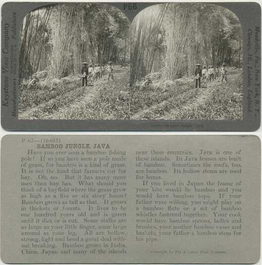 Men Walking in Bamboo Jungle