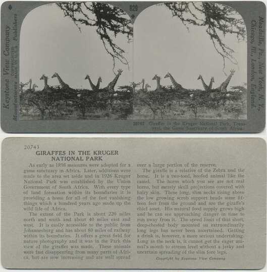 Wild Giraffes in African Bush
