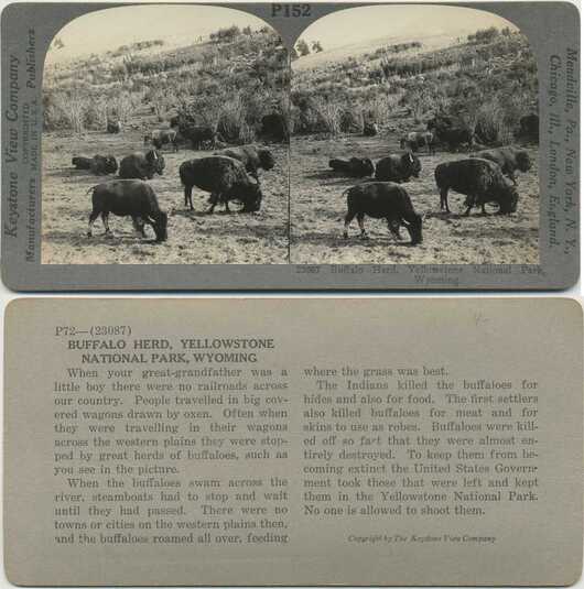 Buffalo Herd Grazing