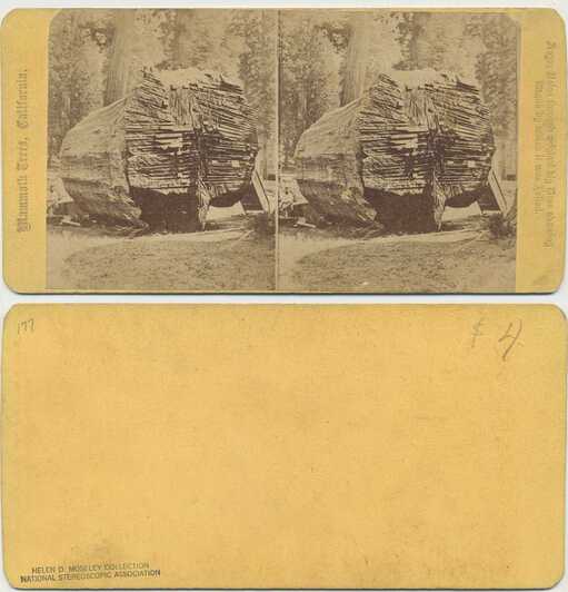Felled Mammoth Tree with Auger Holes