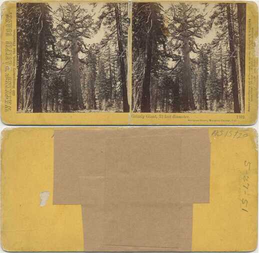 Grizzly Giant Sequoia, Mariposa Grove