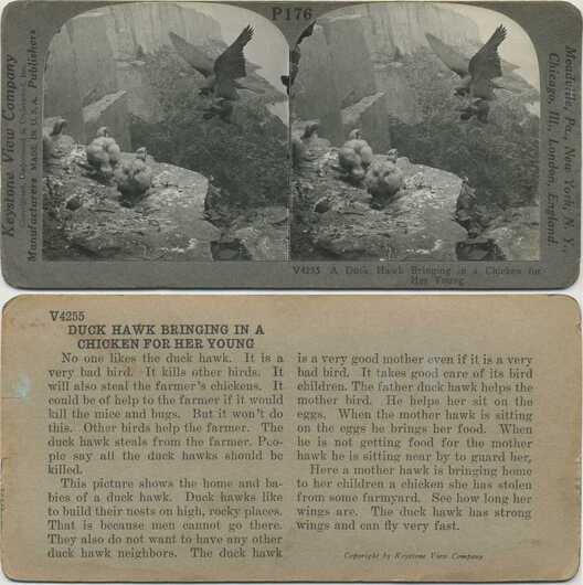 Hawk Bringing Prey to Young