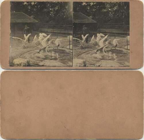Pelicans Feeding Time