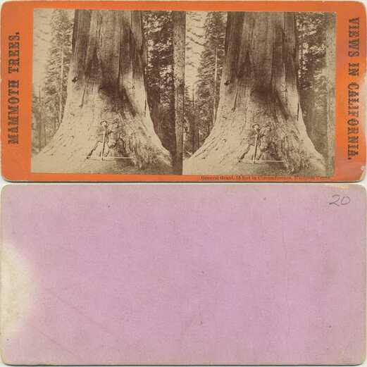 Giant Sequoia with Person